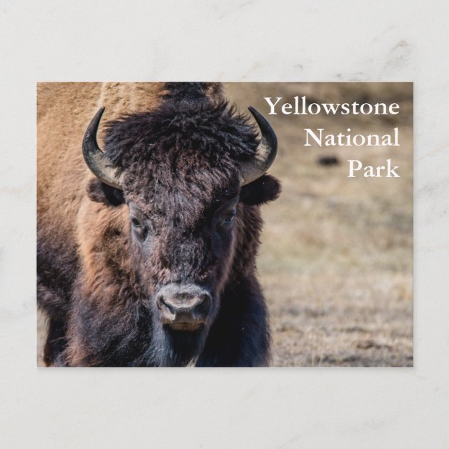 Bison at Yellowstone Nationalpark Postkarte (Vorderseite)