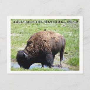 Bison at Yellowstone Postkarte