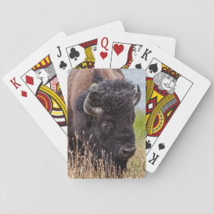 Bison (auch Buffalo genannt) durch eine große Lins Spielkarten