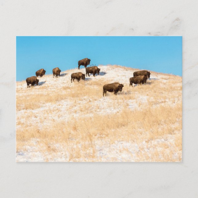 Bison auf einer Hügelpostkarte Postkarte (Vorderseite)