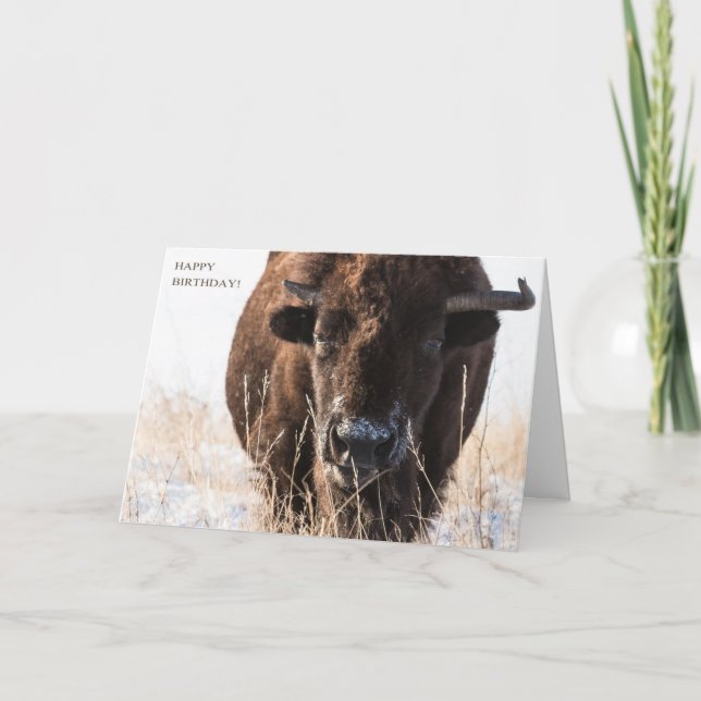Bison Birthday Card Karte (Vorderseite)