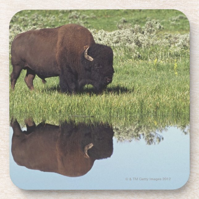 Bison (Bison-Bison) auf grasartiger Wiese Getränkeuntersetzer (Vorderseite)