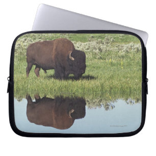 Bison (Bison-Bison) auf grasartiger Wiese Laptopschutzhülle