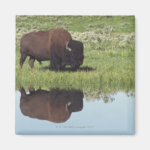 Bison (Bison-Bison) auf grasartiger Wiese Magnet