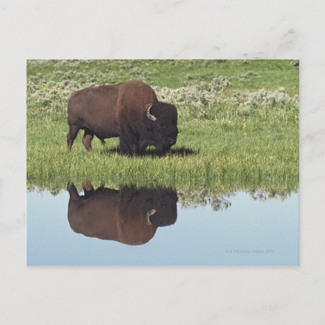 Bison (Bison Bison) auf Graswiese Postkarte (Vorderseite)