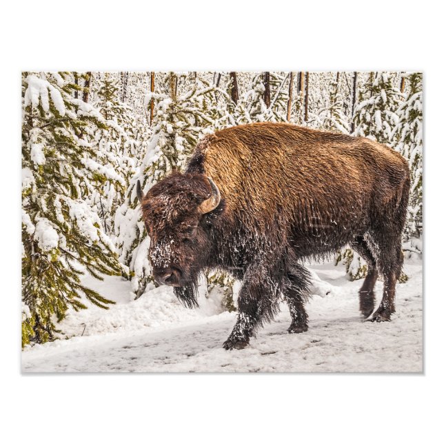 Bison (Bison bison) - Buffalo - Schnee - Gelbstein Fotodruck (Vorne)