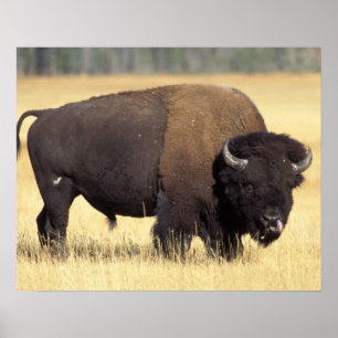 Bison, Bison bison, Stier im Yellowstone National Poster