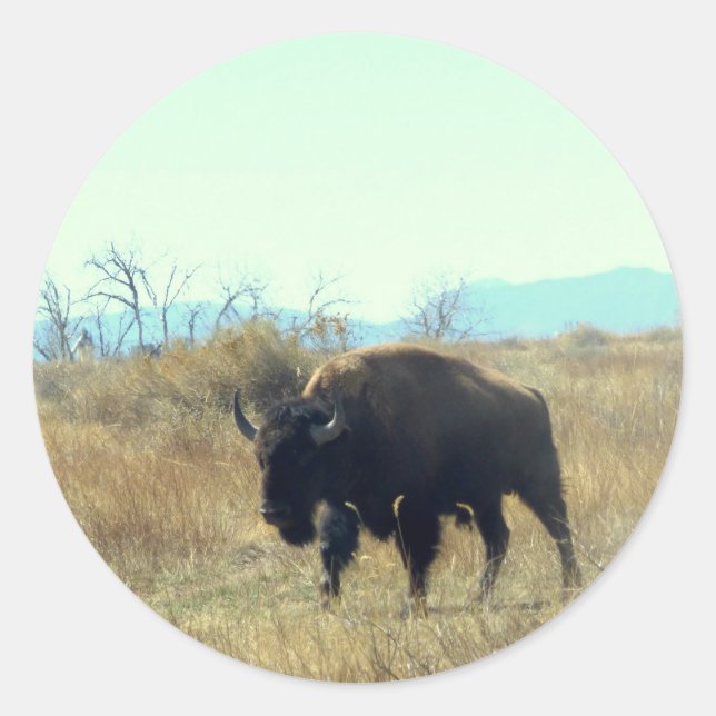Bison Buffalo Bull Sticker (Vorderseite)
