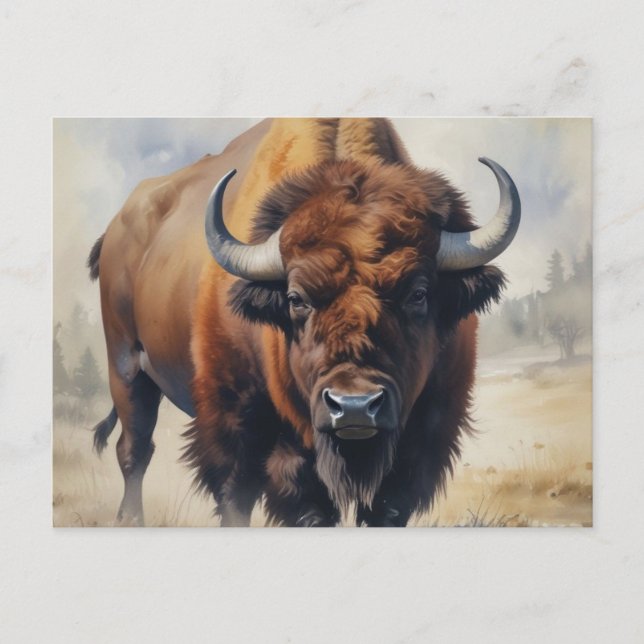 Bison/Buffalo Postkarte (Vorderseite)
