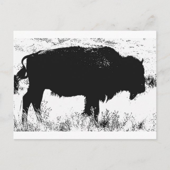 Bison - Buffalo Postkarte (Vorderseite)