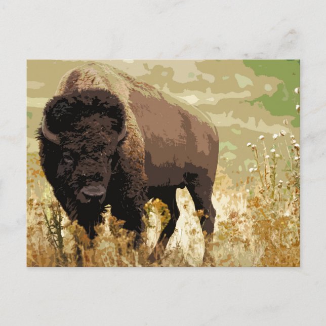 Bison/Buffalo Postkarte (Vorderseite)