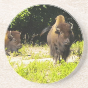 Bison, Buffalo-Untersetzer Untersetzer