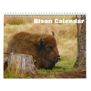 Bison Büffel 2027 Kalender
