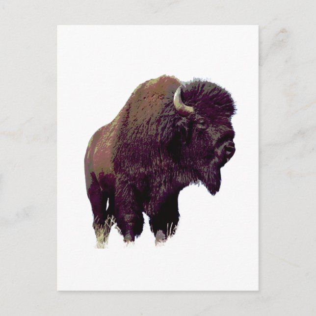Bison Büffel  Postkarte (Vorderseite)