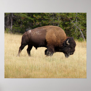 Bison Bull im Yellowstone-Nationalpark Poster