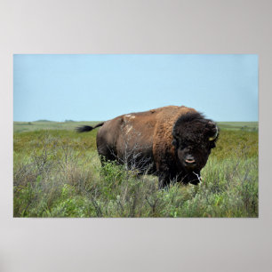 Bison Bull in Maxwell Wildlife Refuge Poster