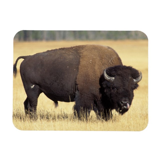 Bison Bull in Yellowstone National Magnet (Horizontal)