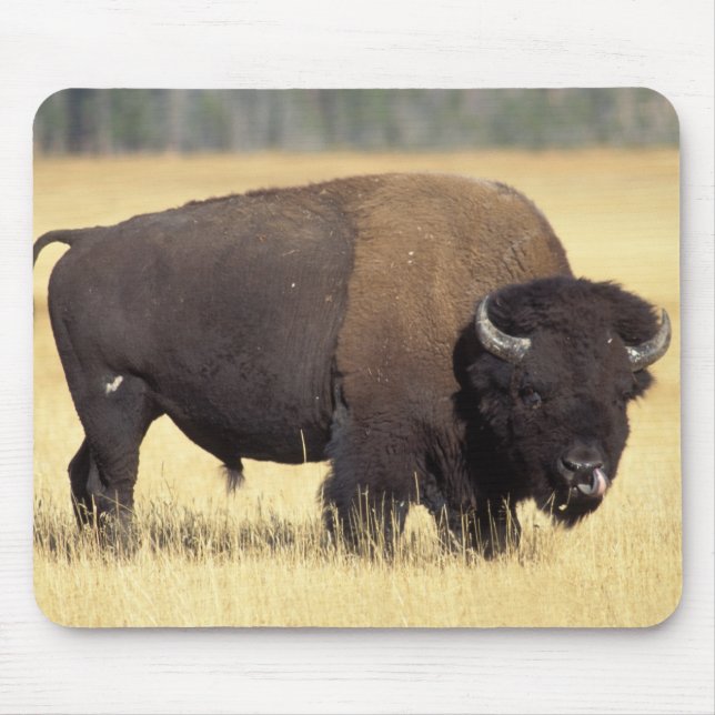 Bison Bull in Yellowstone National Mousepad (Vorne)