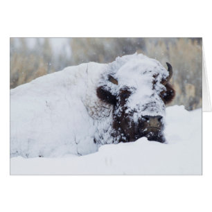 Bison Bull, Wintermantel