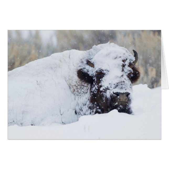 Bison Bull, Wintermantel (Vorderseite (Horizontal))