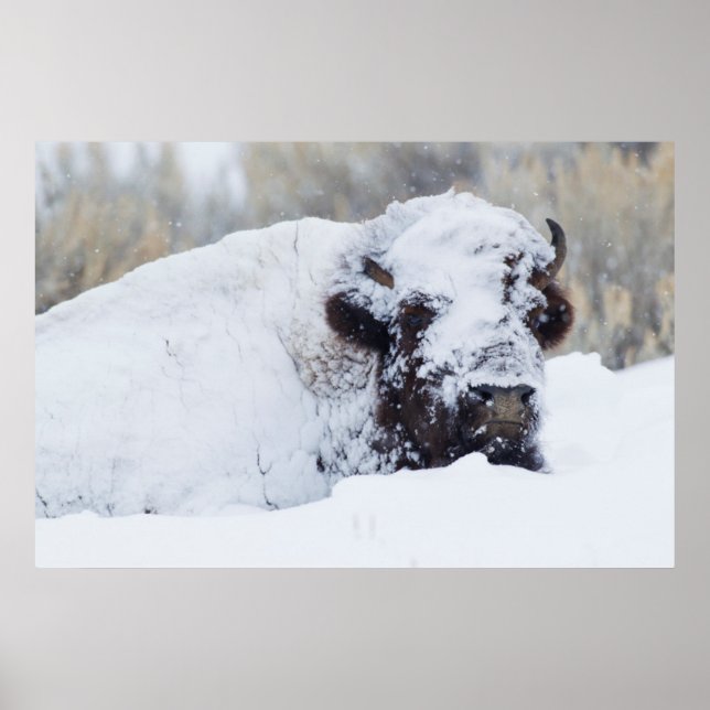 Bison Bull, Wintermantel Poster (Vorne)