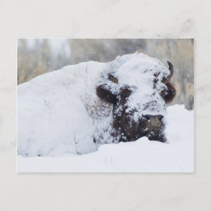 Bison Bull, Wintermantel Postkarte