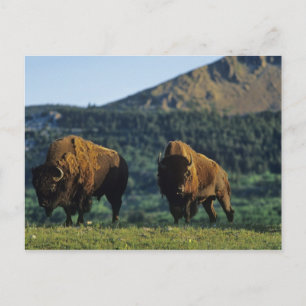 Bison bulles at Waterton Lakes National Park in Postkarte