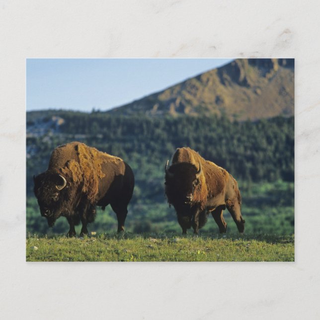 Bison bulles at Waterton Lakes National Park in Postkarte (Vorderseite)