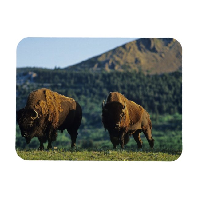 Bison bulles at Waterton Lakes National Park Magnet (Horizontal)
