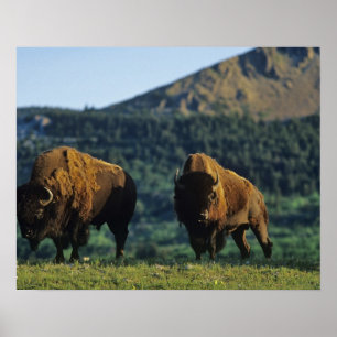 Bison bulls at Waterton Lakes National Park Poster