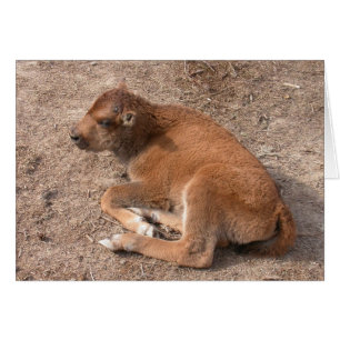 Bison Calf