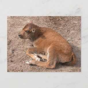 Bison Calf Postkarte
