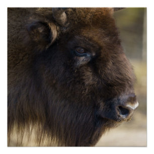 Bison Canvas Print Poster