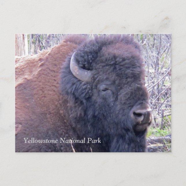 Bison Closeup Postcard Postkarte (Vorderseite)