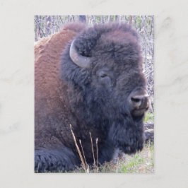 Bison Closeup Postcard Postkarte