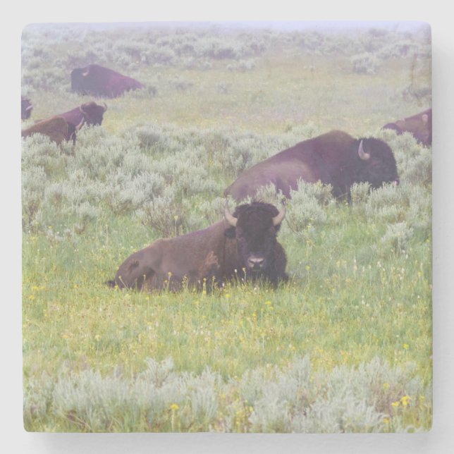 Bison Coaster Steinuntersetzer (Vorderseite)