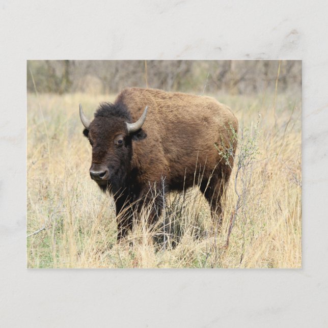 Bison Cow in Flint Hills, Kansas Postkarte (Vorderseite)