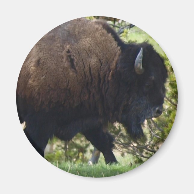 Bison Crossing Magnet (Vorne)