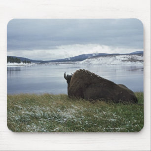 Bison, der an durch Yellowstone River mit Schnee Mousepad