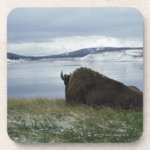 Bison, der an durch Yellowstone River mit Schnee Untersetzer