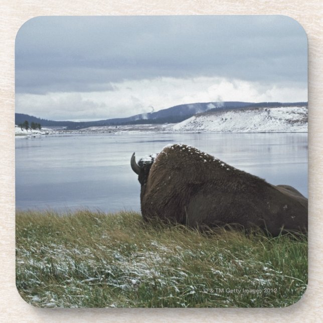 Bison, der an durch Yellowstone River mit Schnee Untersetzer (Vorderseite)