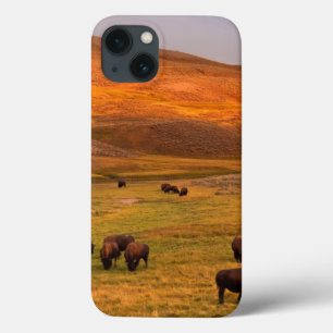 Bison, der auf Hügel an Hayden Tal weiden lässt iPhone 13 Hülle