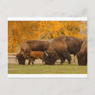 Bison Family Nation Postkarte