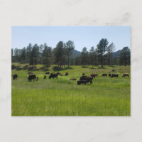 Bison Farm im amerikanischen Westen