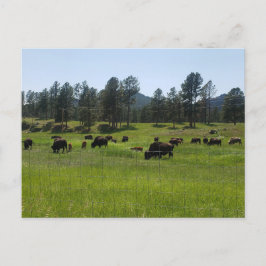 Bison Farm im amerikanischen Westen Postkarte