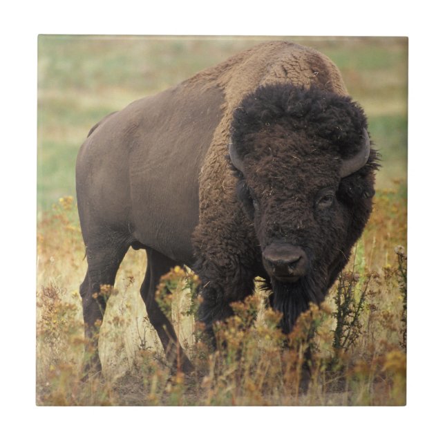 Bison Foto Fliese (Vorderseite)