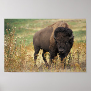 Bison Foto Poster