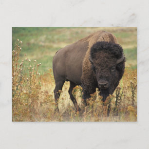 Bison Foto Postkarte