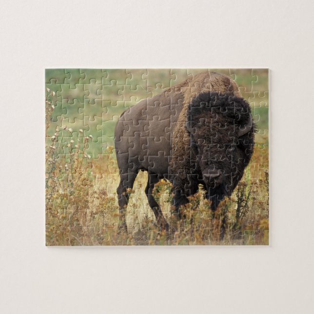 Bison Foto Puzzle (Horizontal)