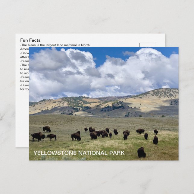 Bison Fun Fakten Yellowstone Nationalpark Postkarte (Vorne/Hinten)